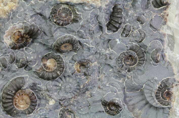 Ammonite (Promicroceras) Fossil Cluster - Somerset, England #63495